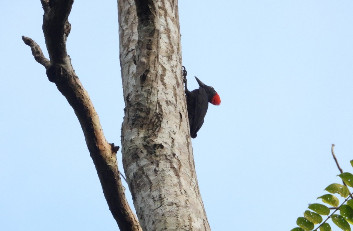 Andaman Woodpecker - ML619070175
