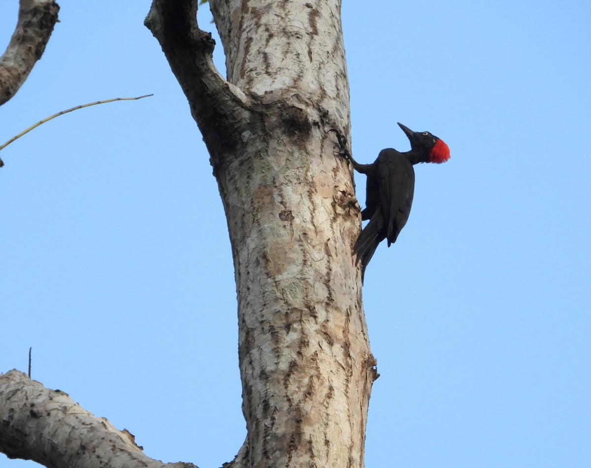 Andaman Woodpecker - ML619070176