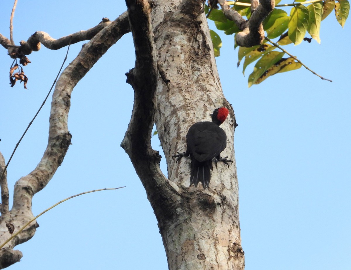 Andaman Woodpecker - ML619070177