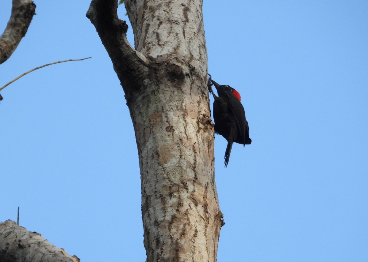 Andaman Woodpecker - ML619070179