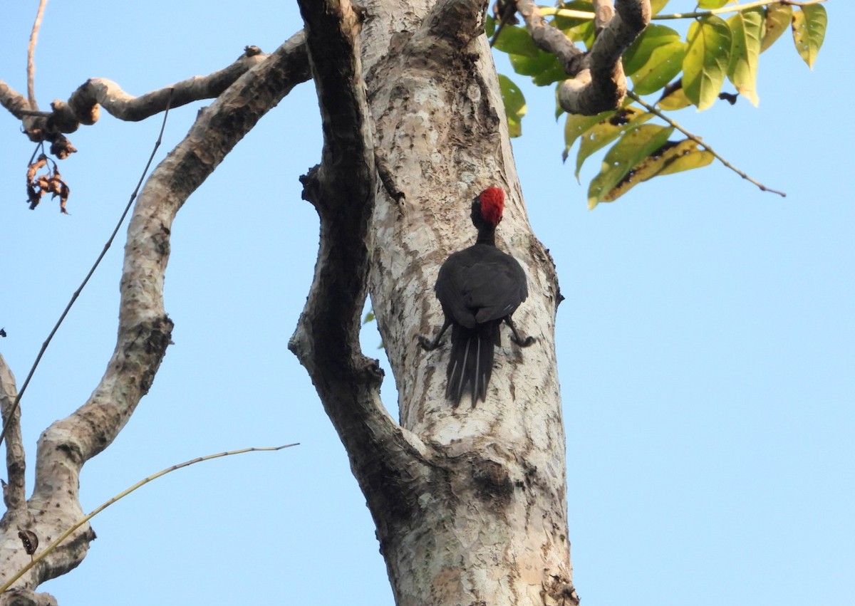 Andaman Woodpecker - ML619070180