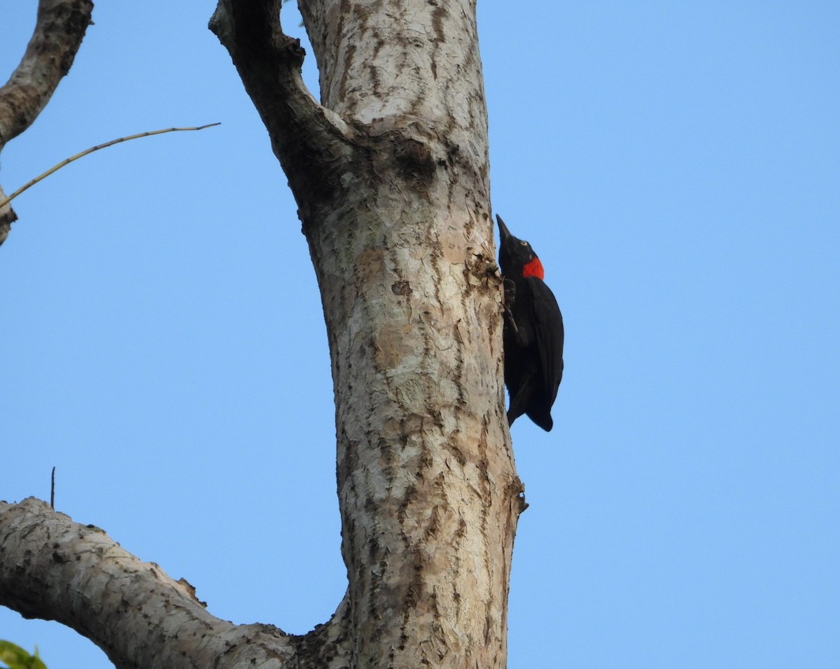 Andaman Woodpecker - ML619070181