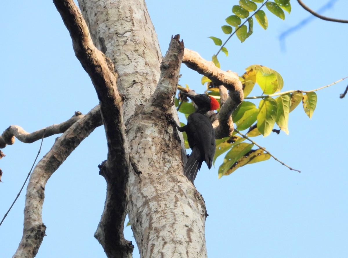 Andaman Woodpecker - ML619070182