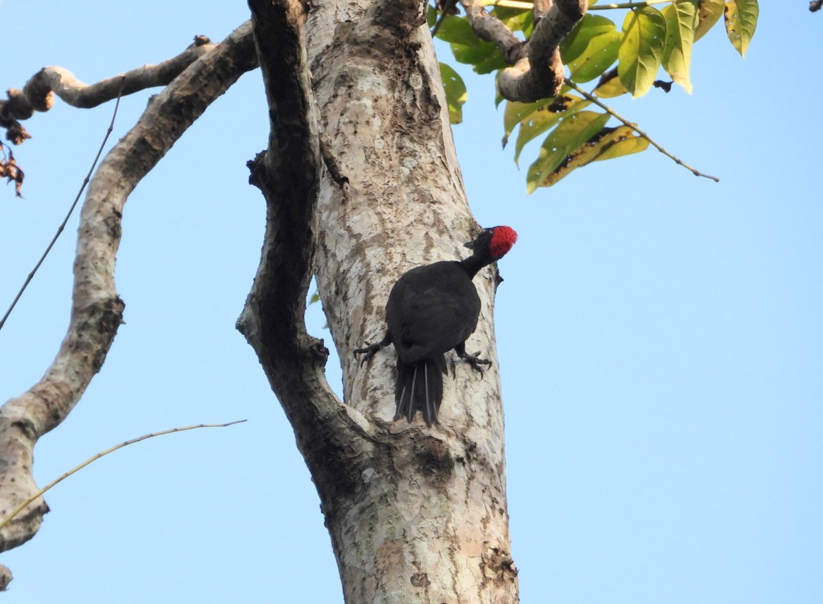 Andaman Woodpecker - ML619070183