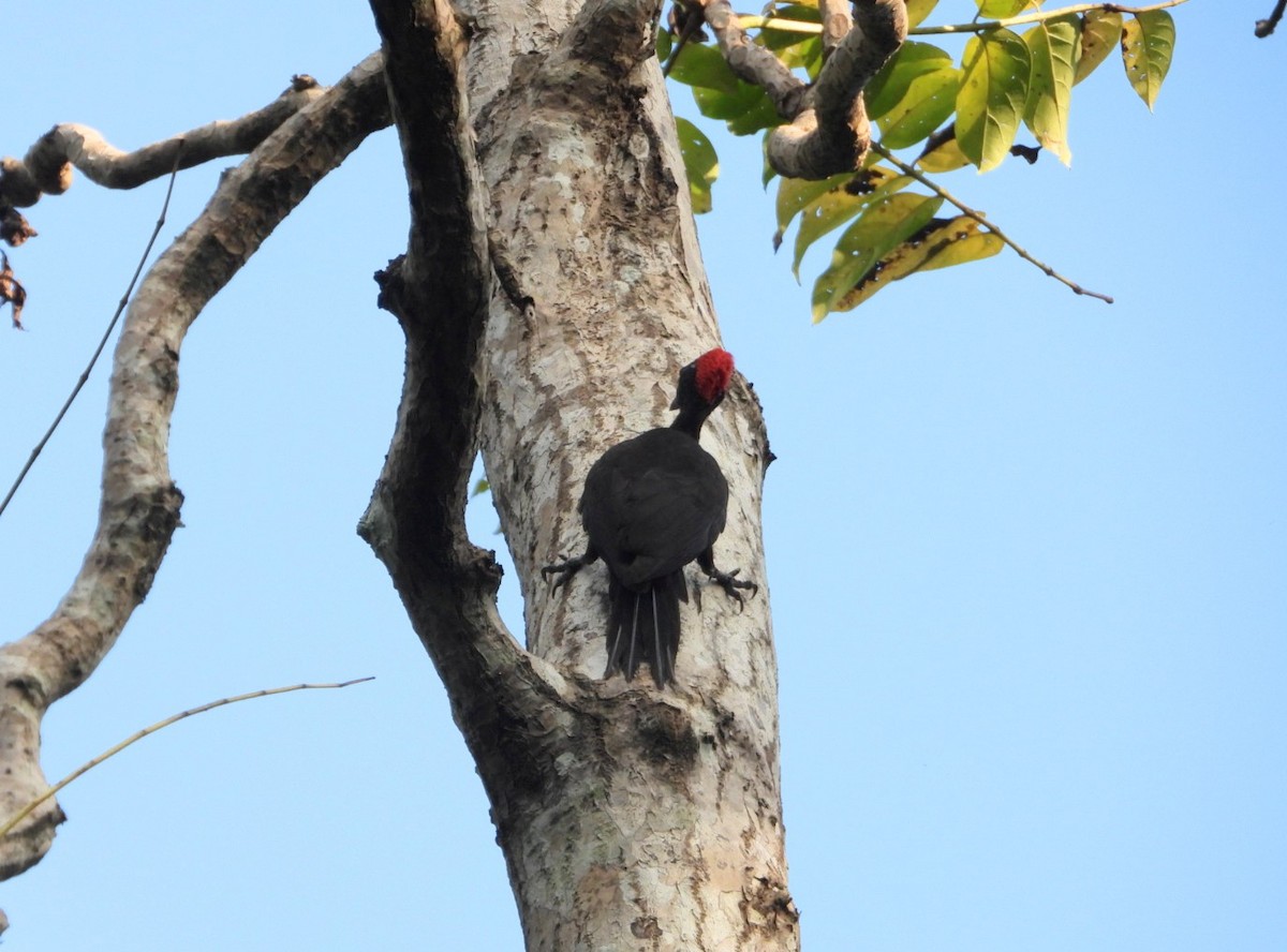 Andaman Woodpecker - ML619070184