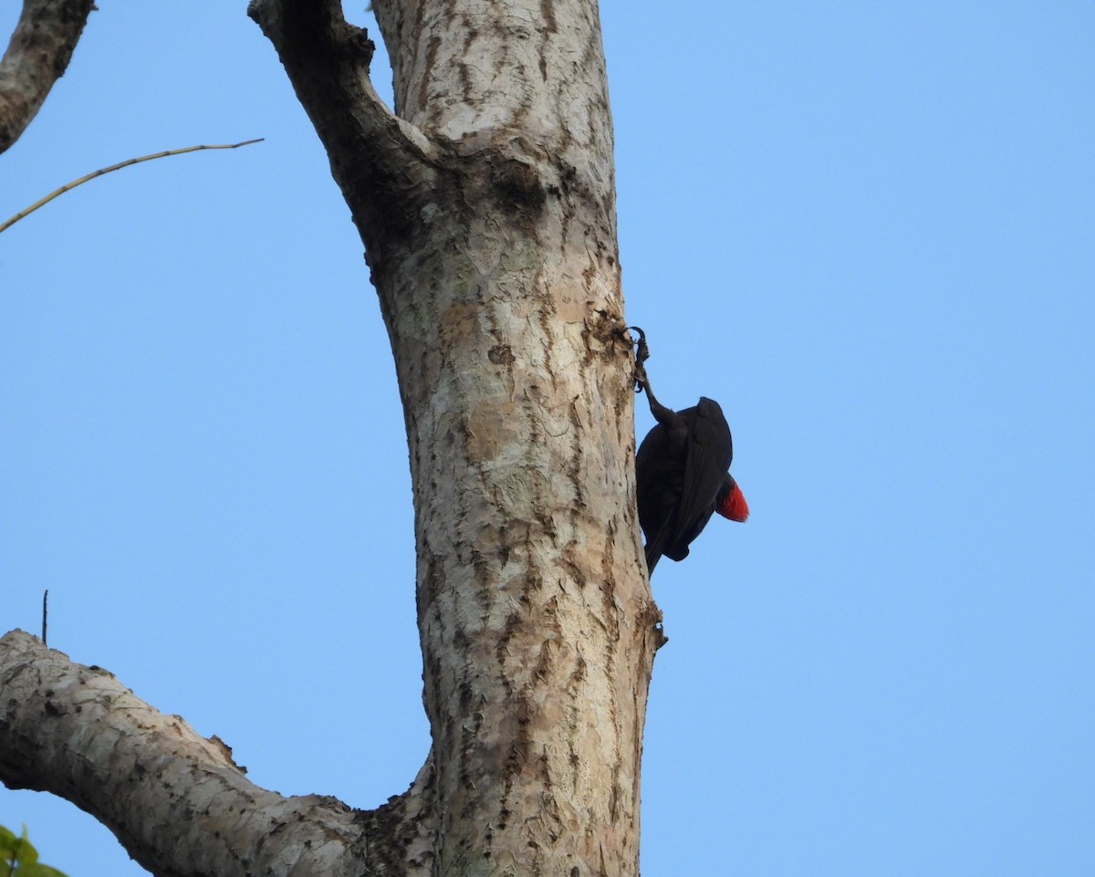Andaman Woodpecker - ML619070186