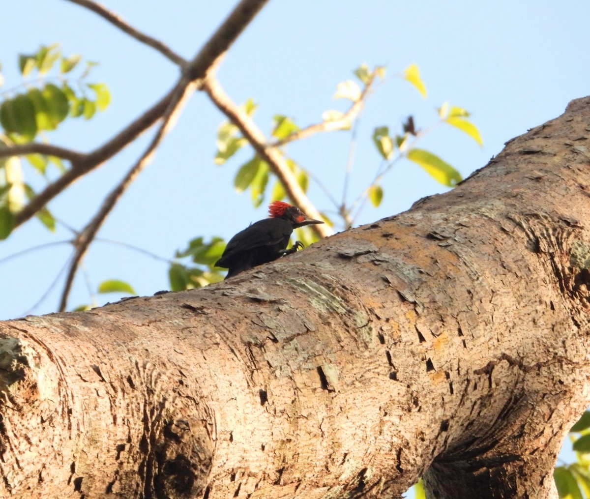Andaman Woodpecker - ML619070187