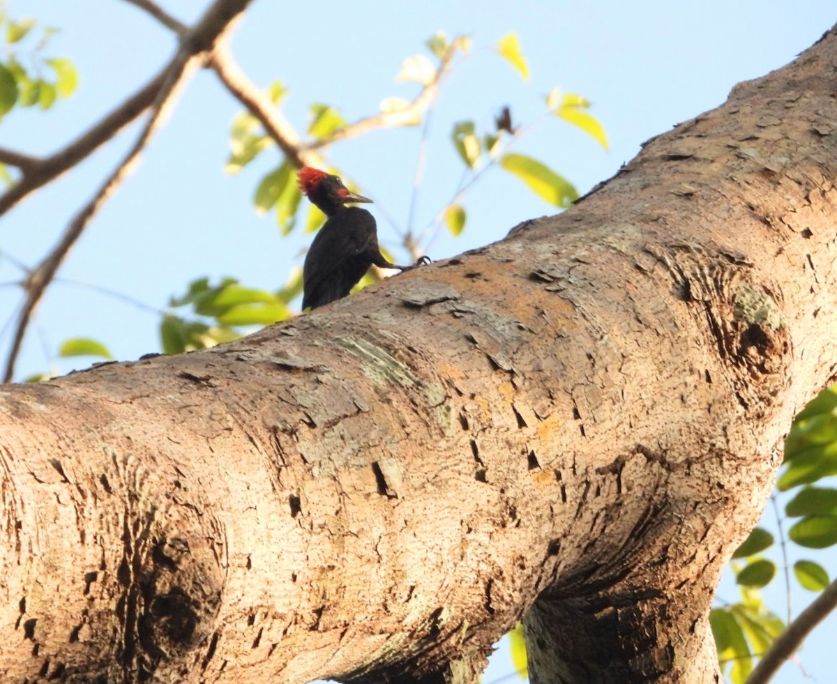 Andaman Woodpecker - ML619070189