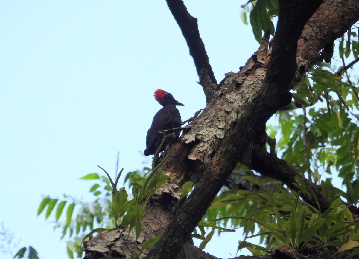 Andaman Woodpecker - ML619070190