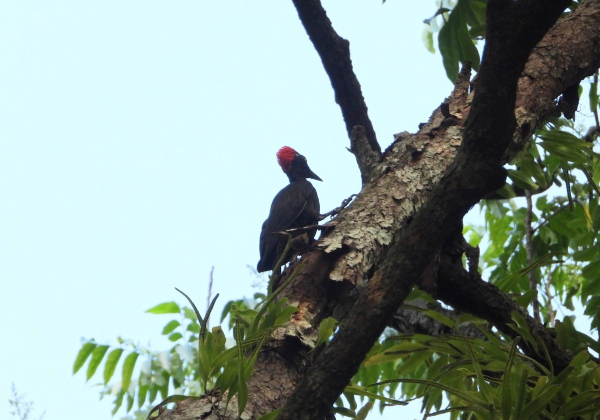 Andaman Woodpecker - ML619070191
