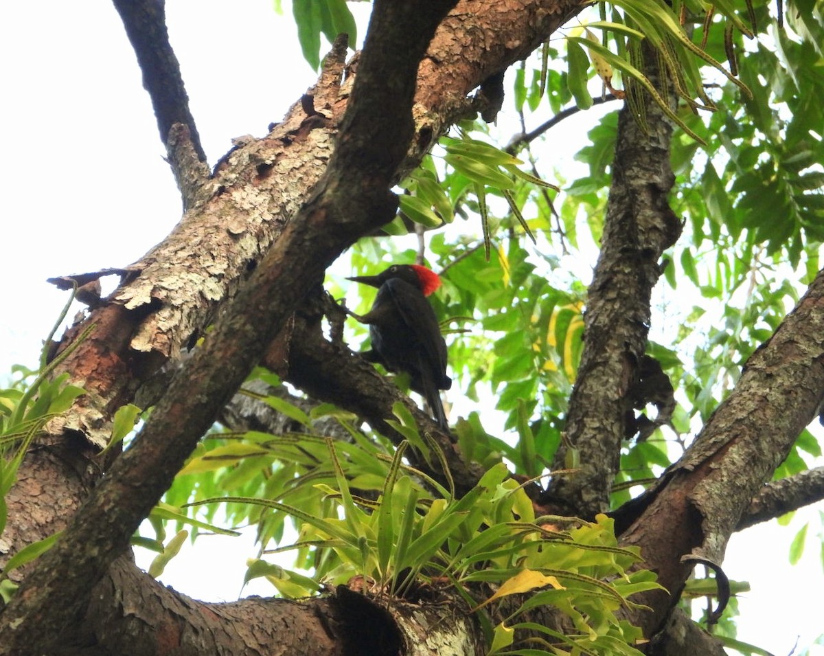 Andaman Woodpecker - ML619070192