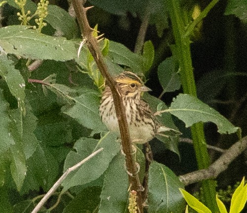 Savannah Sparrow - ML619070201