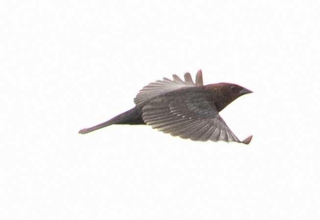 Brown-headed Cowbird - ML619070217