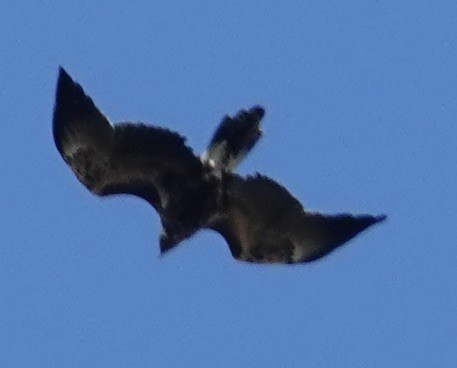 Wedge-tailed Eagle - ML619070263