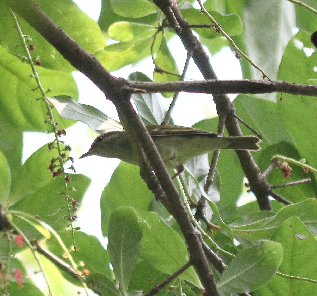 Large-billed Leaf Warbler - ML619070310