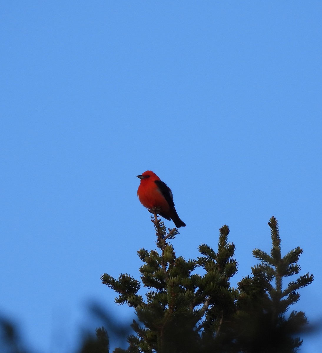 Scarlet Tanager - ML619070311