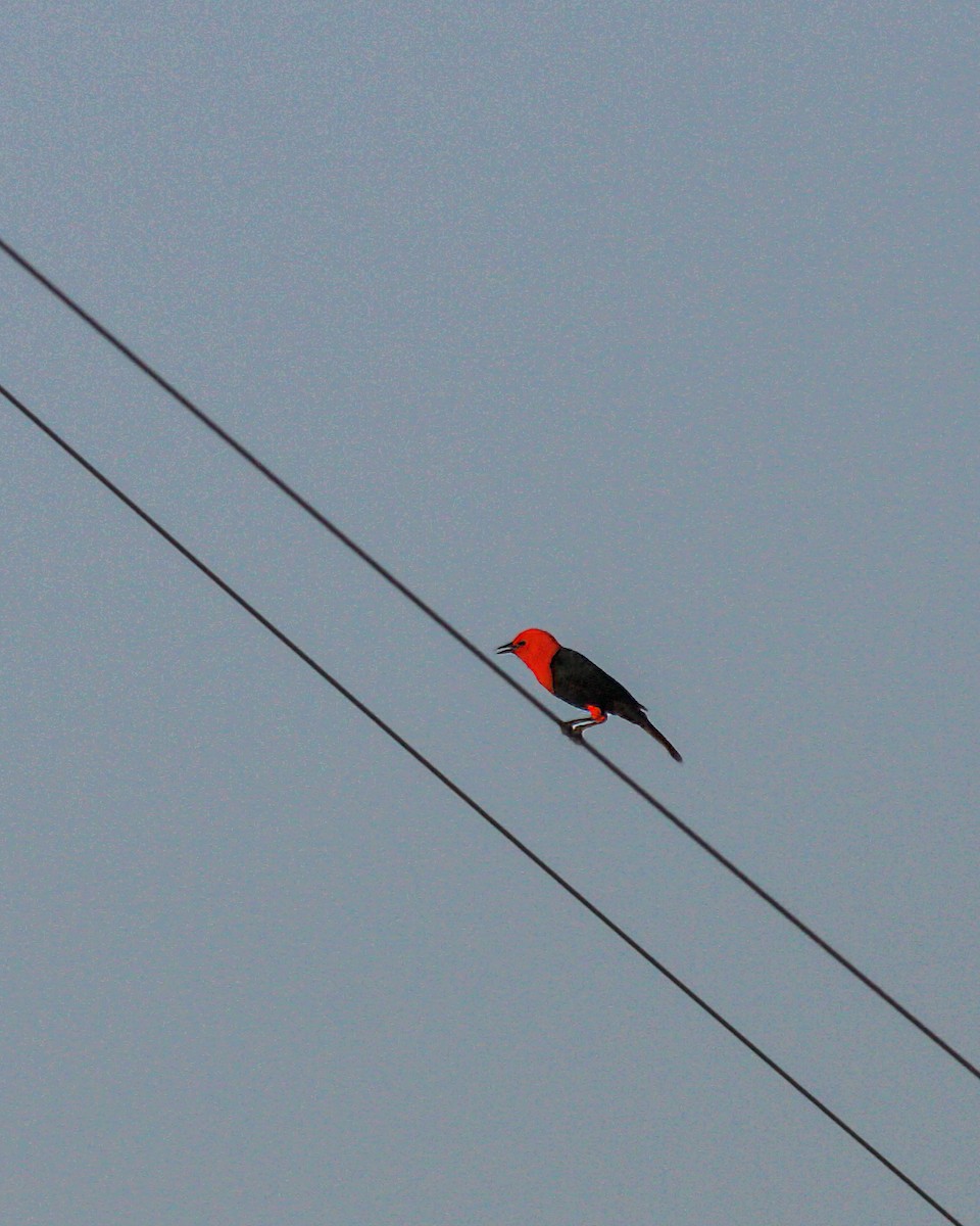 Scarlet-headed Blackbird - ML619070319