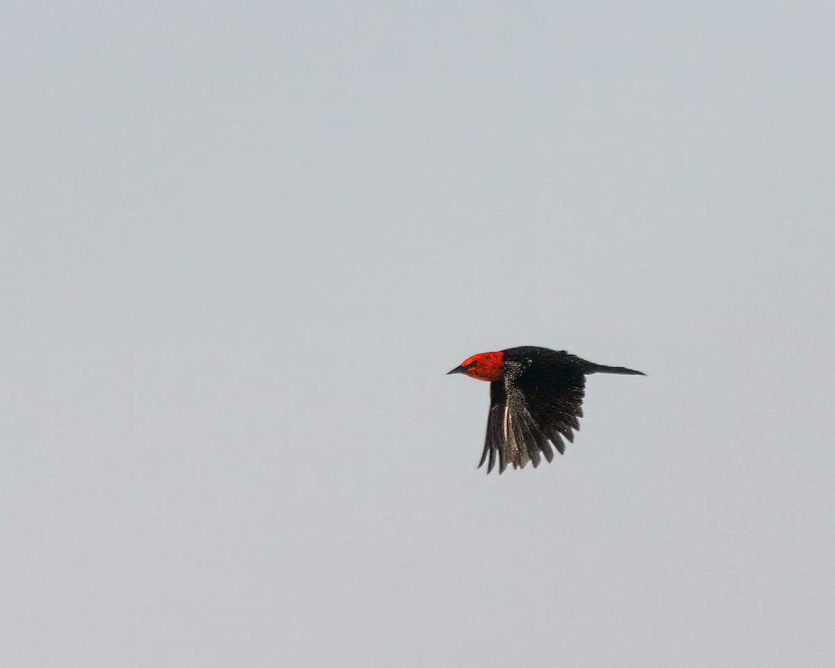 Scarlet-headed Blackbird - ML619070322