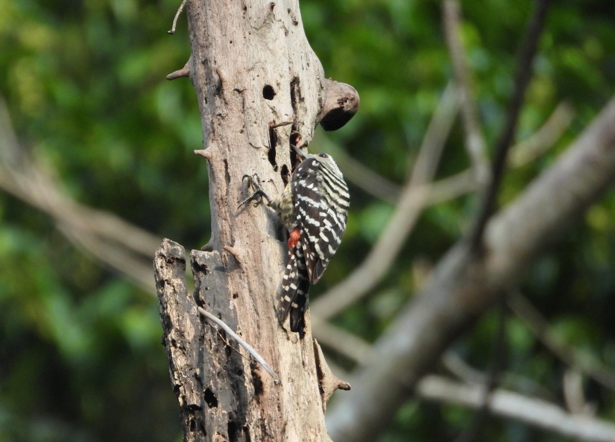 Freckle-breasted Woodpecker - ML619070351