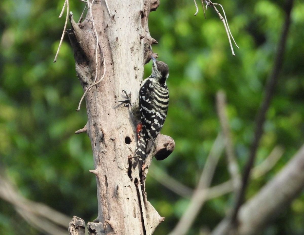 Freckle-breasted Woodpecker - ML619070352