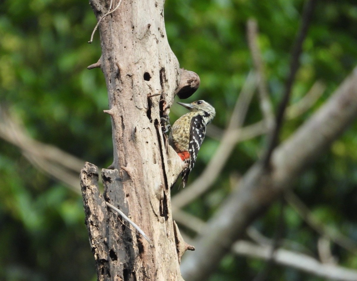 Freckle-breasted Woodpecker - ML619070354