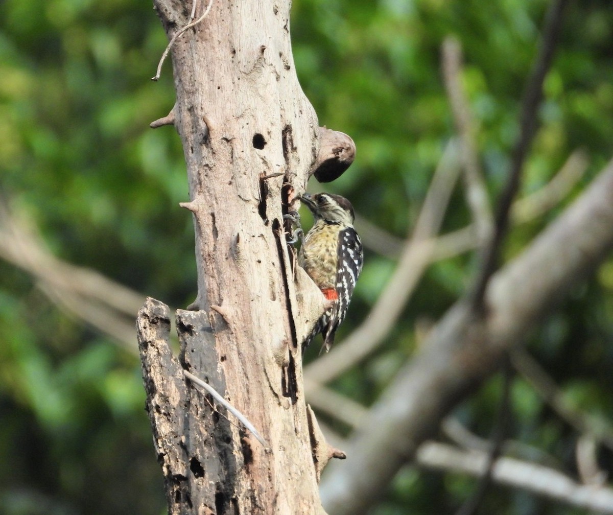 Freckle-breasted Woodpecker - ML619070355