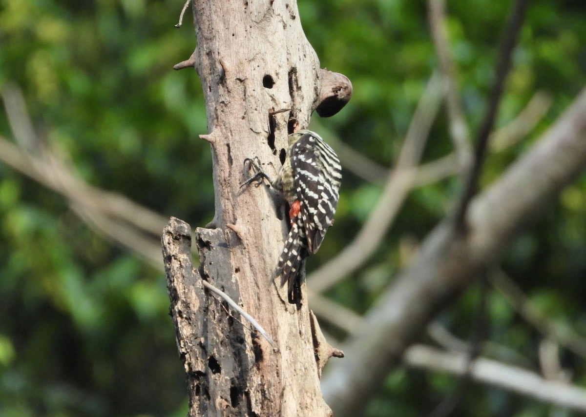 Freckle-breasted Woodpecker - ML619070356