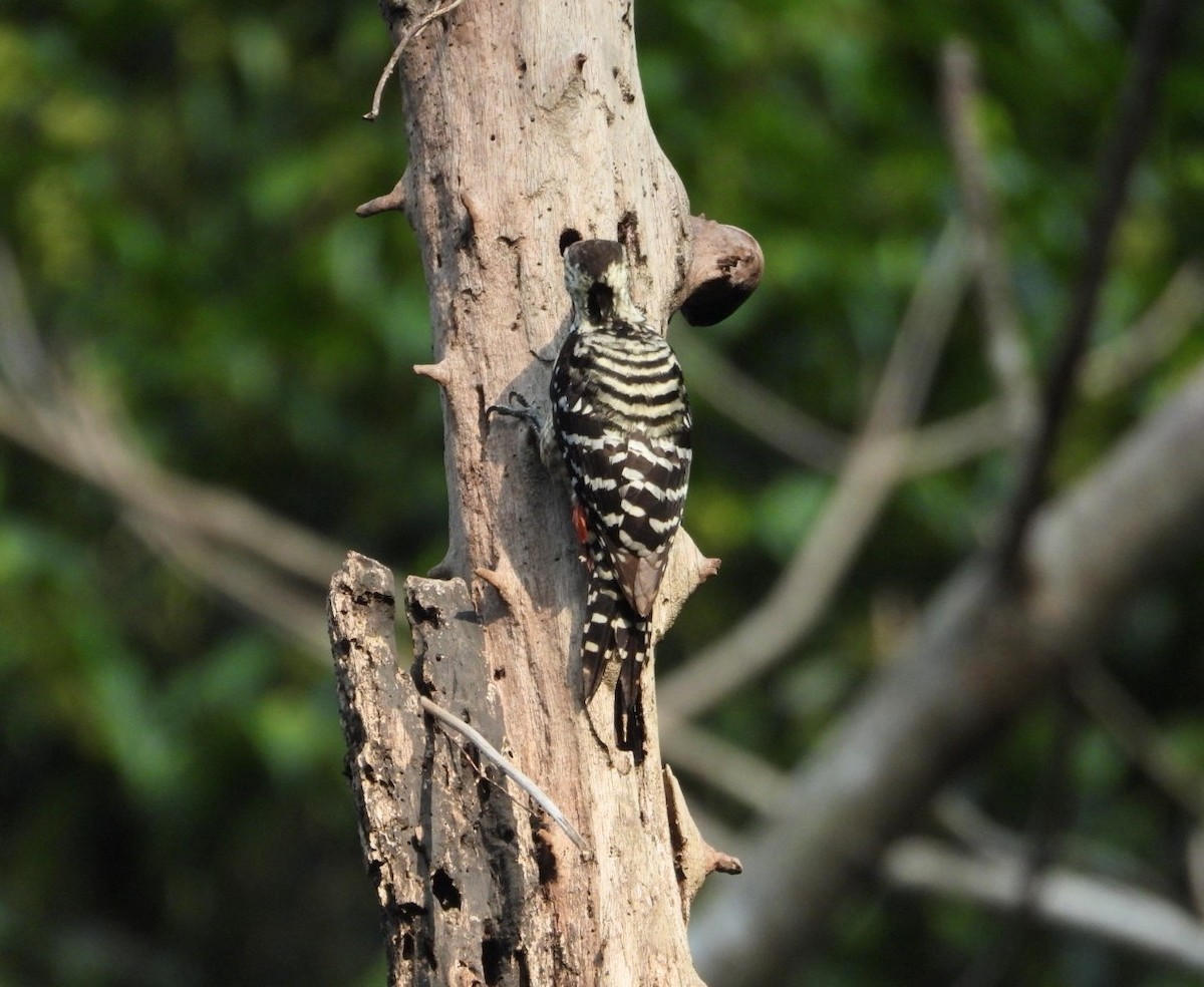 Freckle-breasted Woodpecker - ML619070357