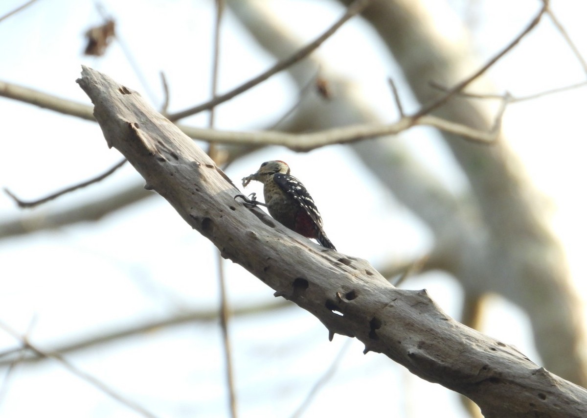 Freckle-breasted Woodpecker - ML619070358