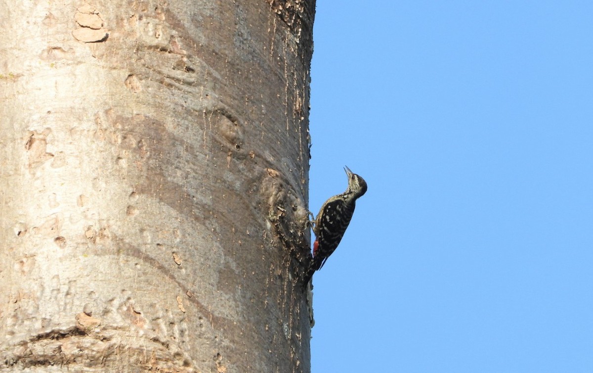 Freckle-breasted Woodpecker - ML619070359