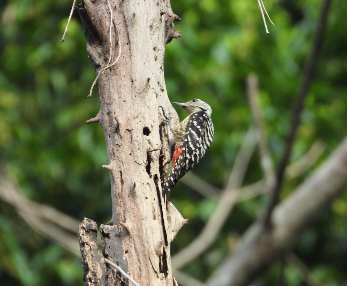 Freckle-breasted Woodpecker - ML619070361
