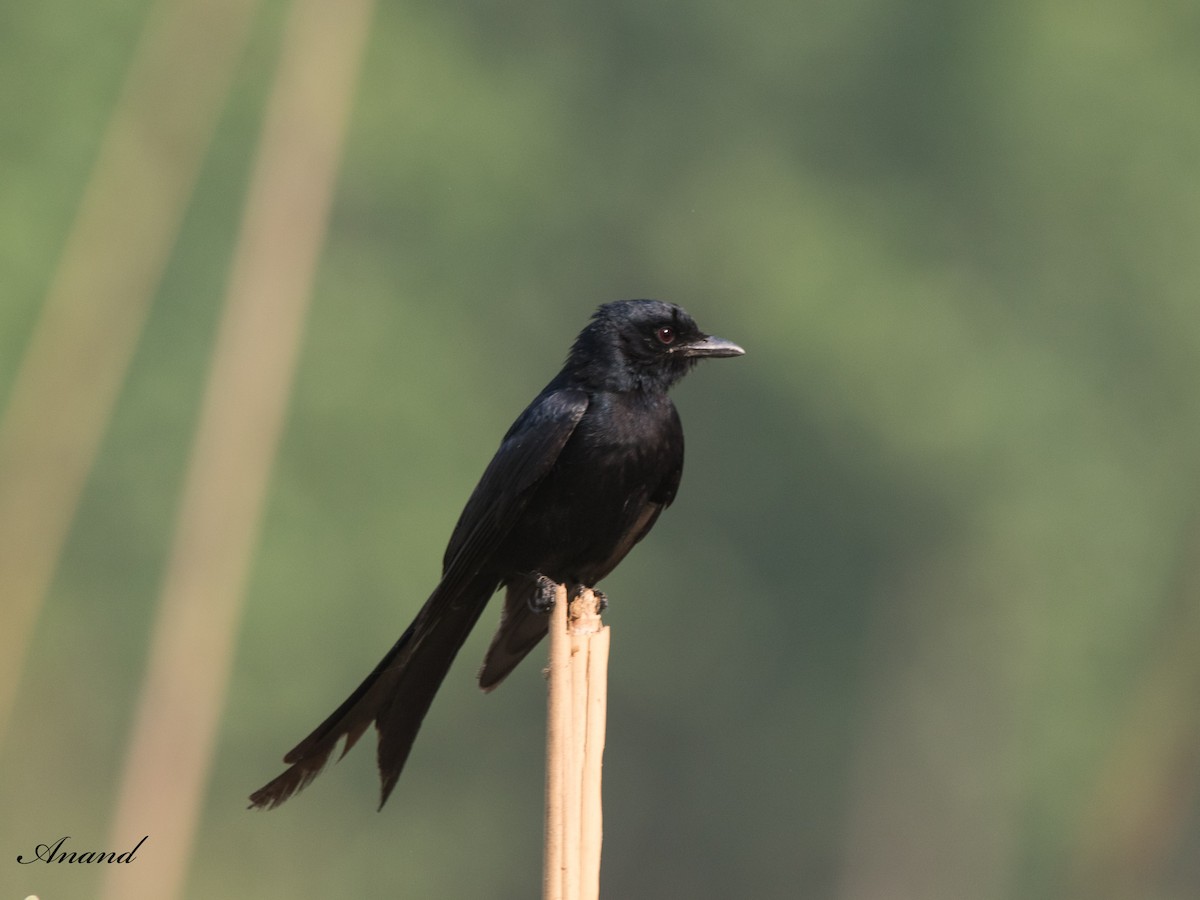 Black Drongo - Anand Singh