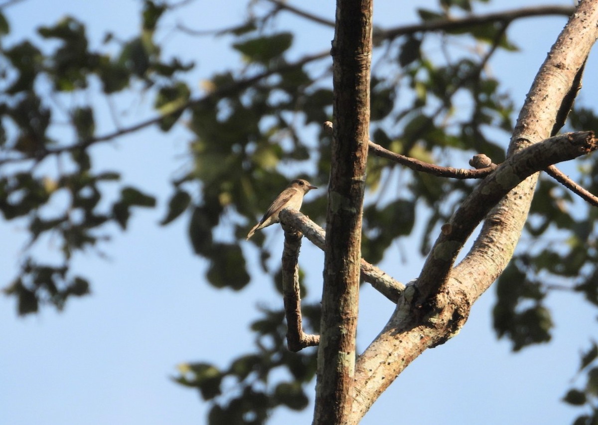 Andaman Flowerpecker - ML619070385