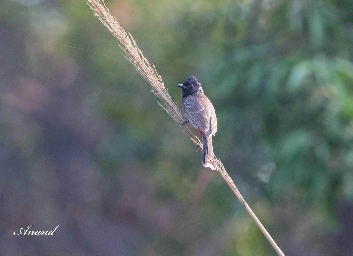 Red-vented Bulbul - ML619070413