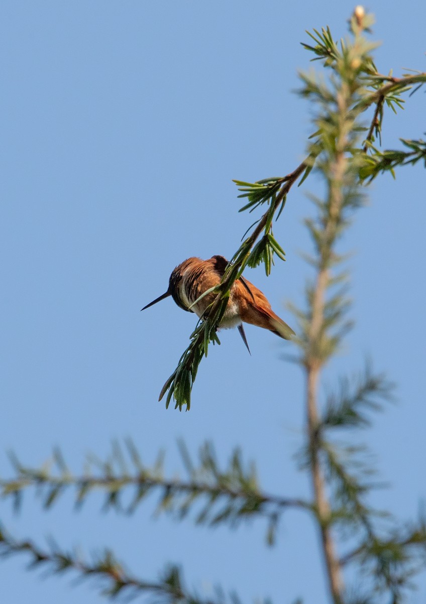 Rufous Hummingbird - Tobin Sparling