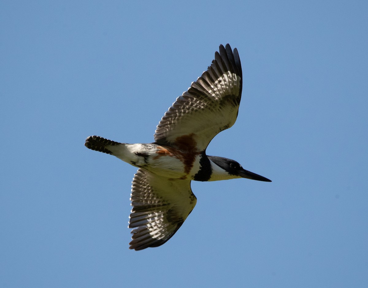 Belted Kingfisher - ML619070486