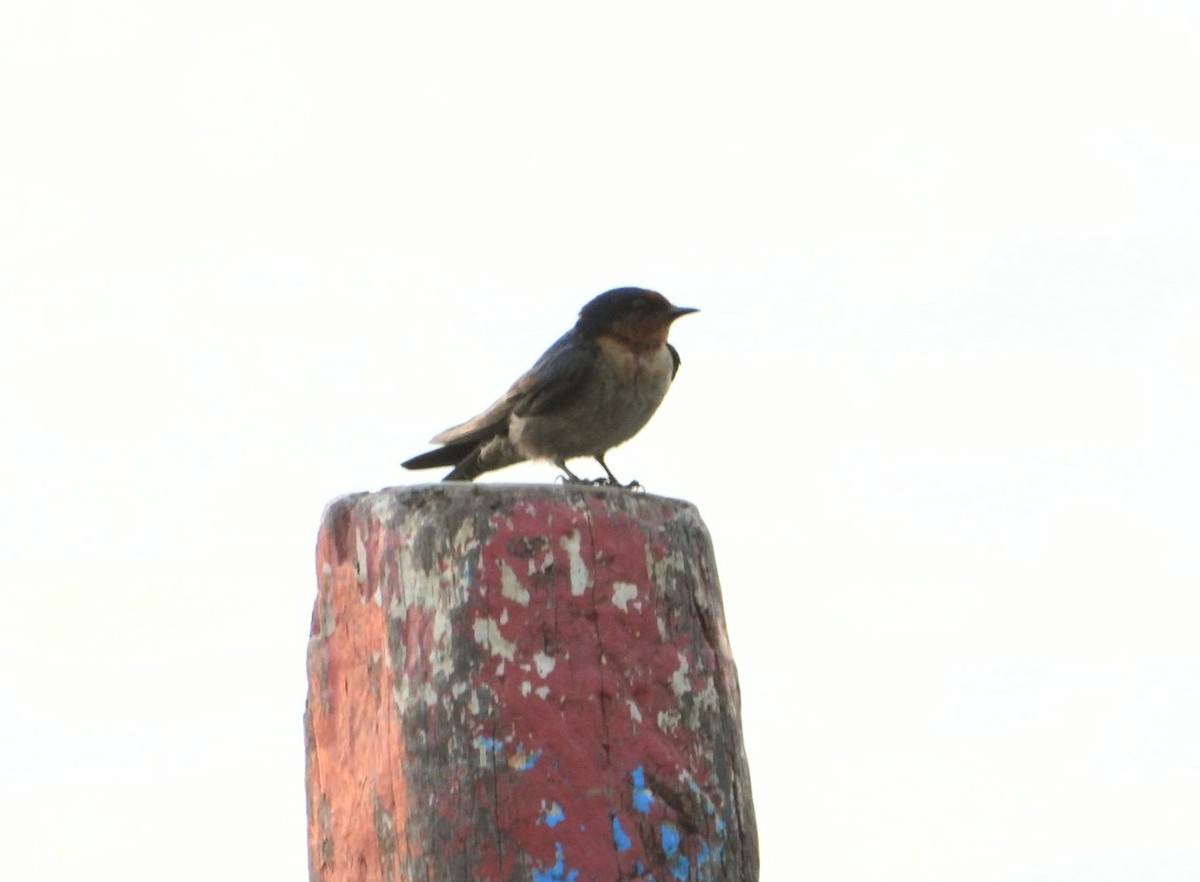 Pacific Swallow - ML619070498