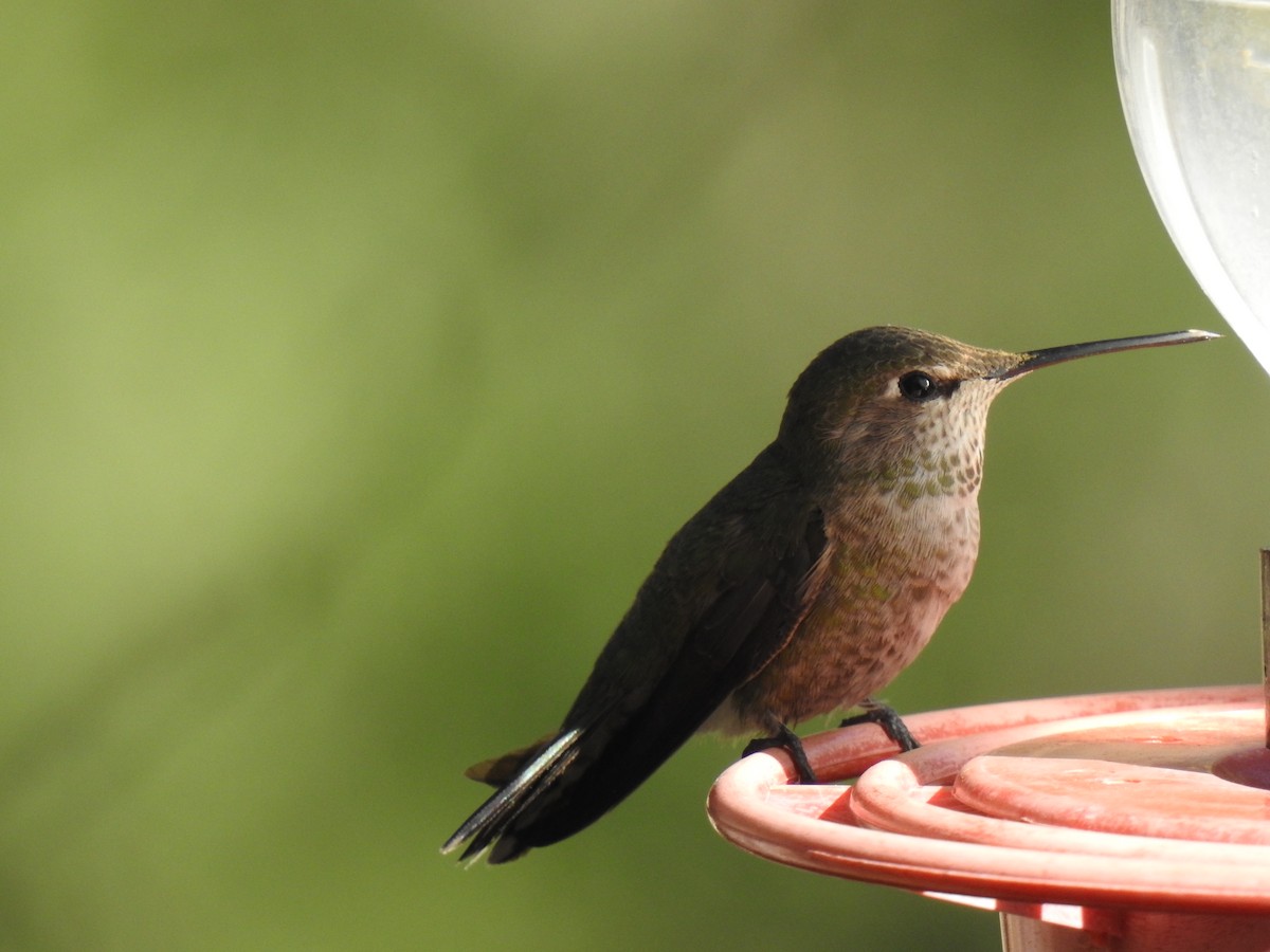 Black-chinned Hummingbird - ML619070504