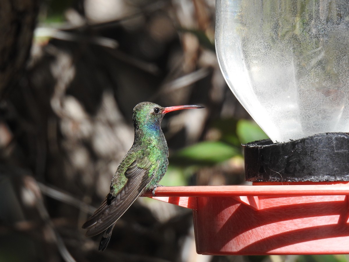 Broad-billed Hummingbird - ML619070510