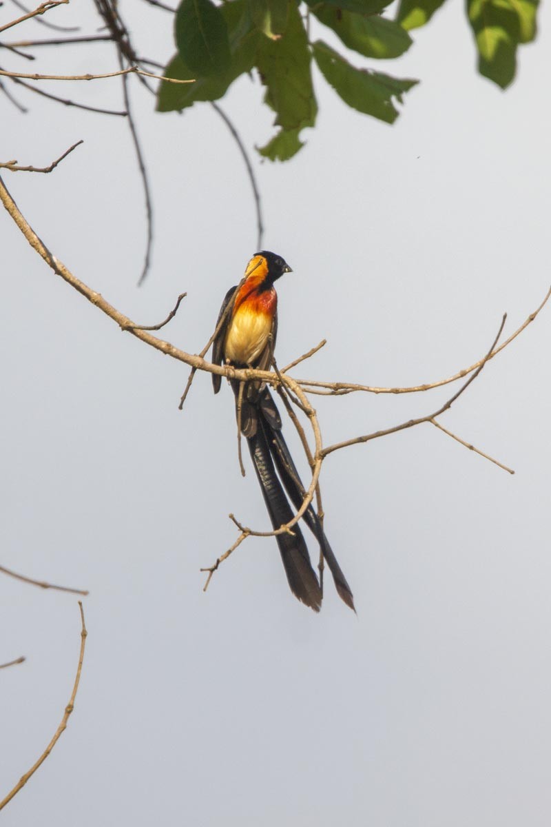Broad-tailed Paradise-Whydah - Reuben Shallom