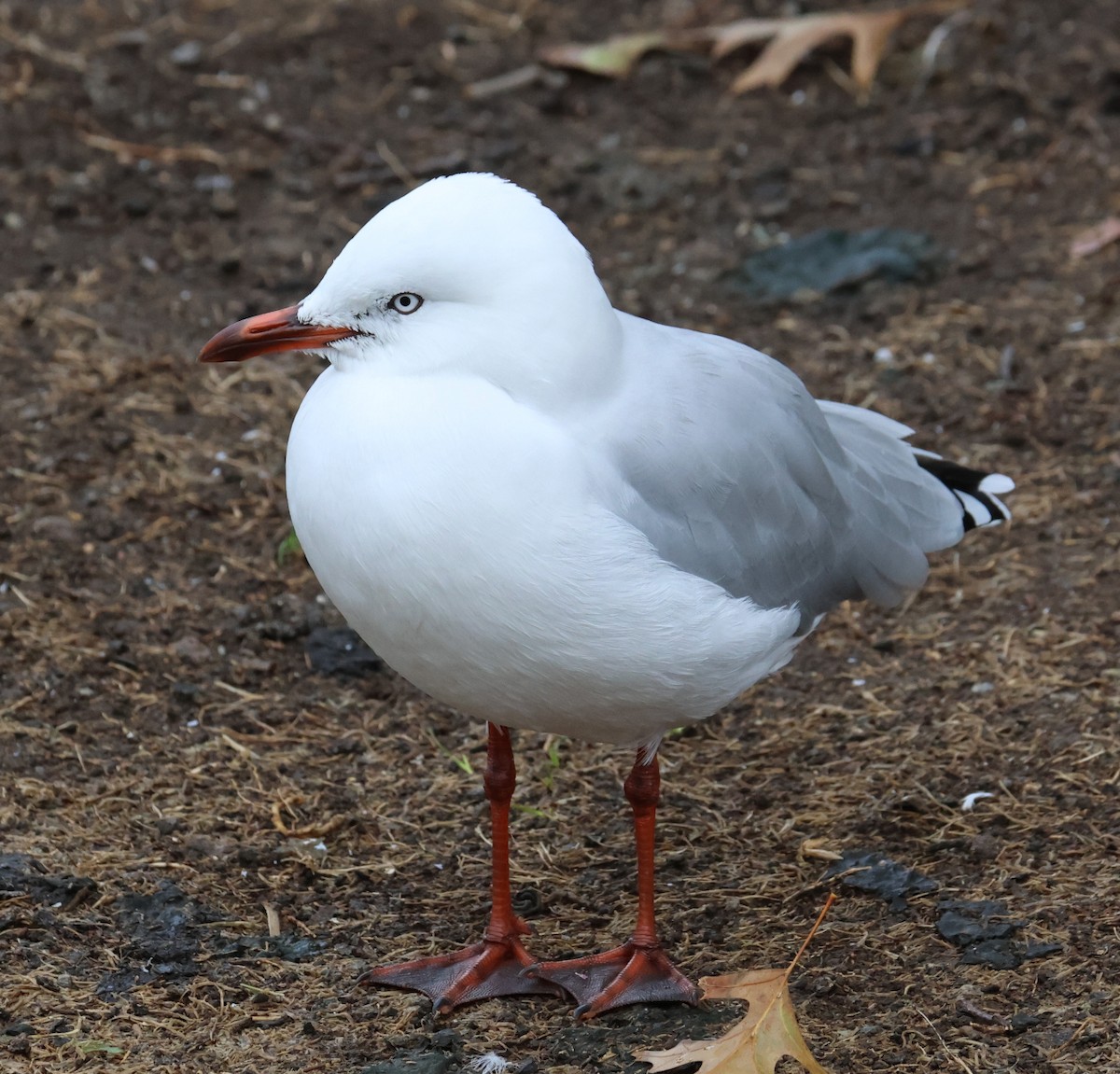 Silver Gull (Red-billed) - ML619070531