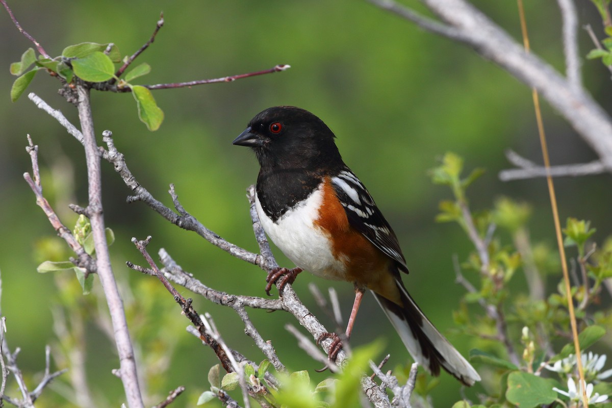Spotted Towhee - ML619070532