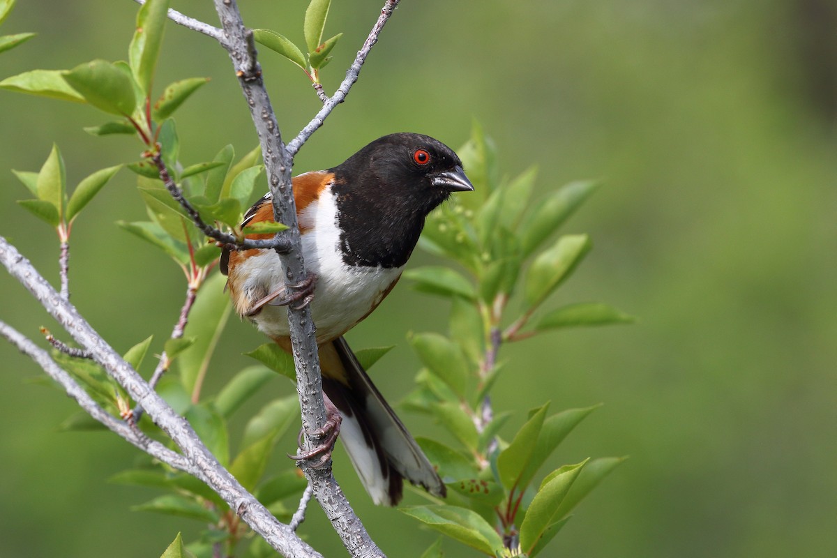 Spotted Towhee - ML619070533