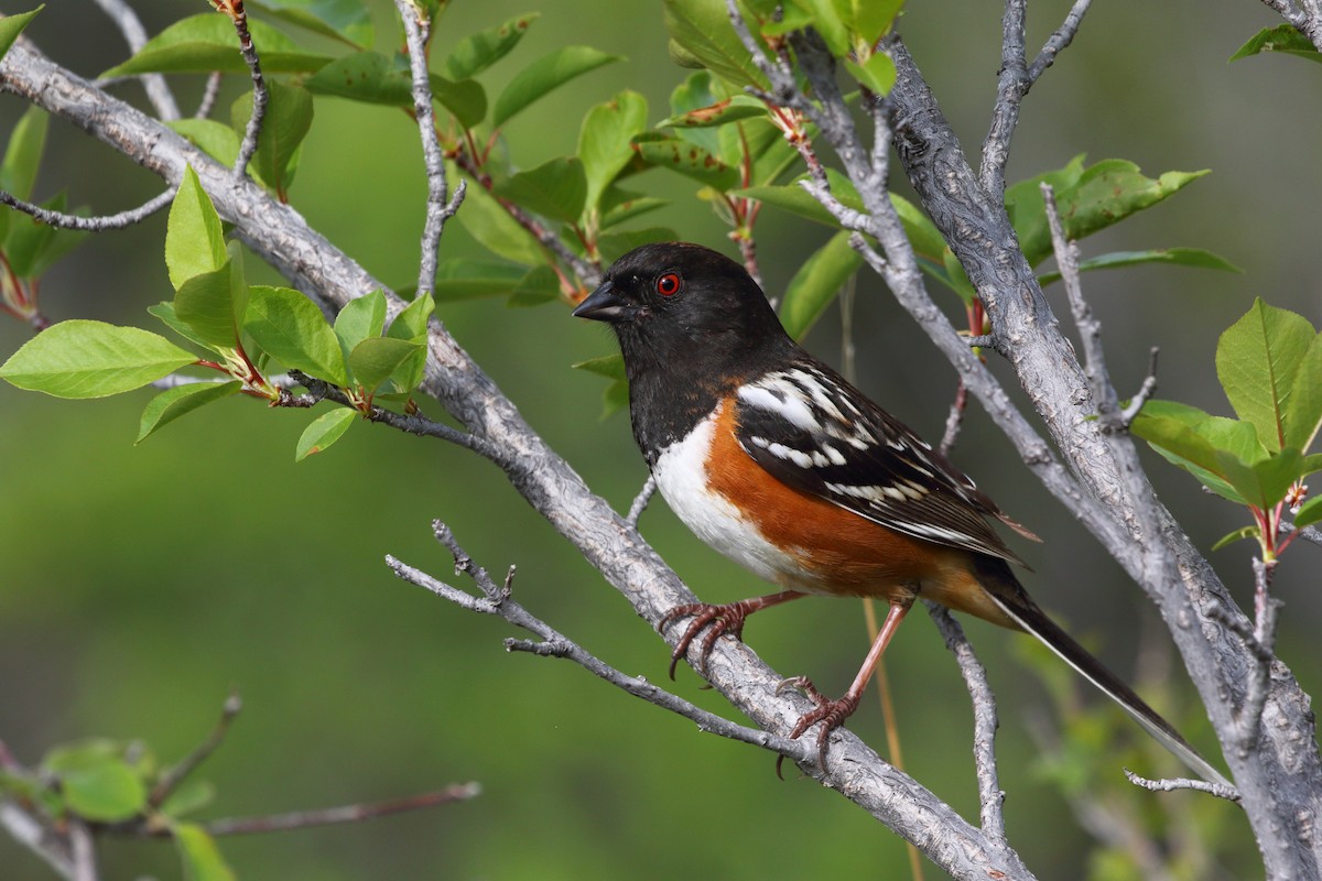 Spotted Towhee - ML619070536