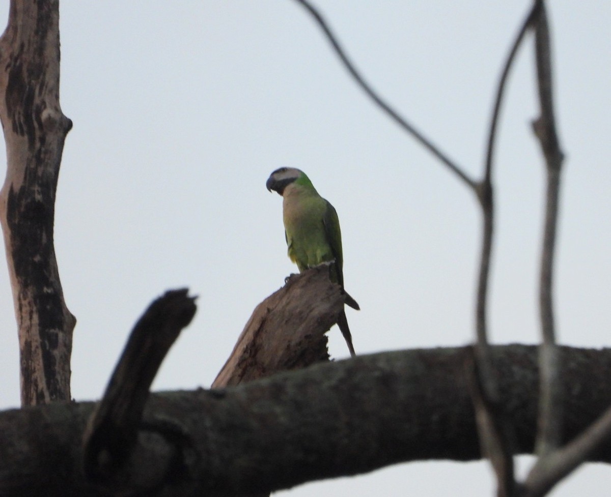Red-breasted Parakeet - Chaiti Banerjee