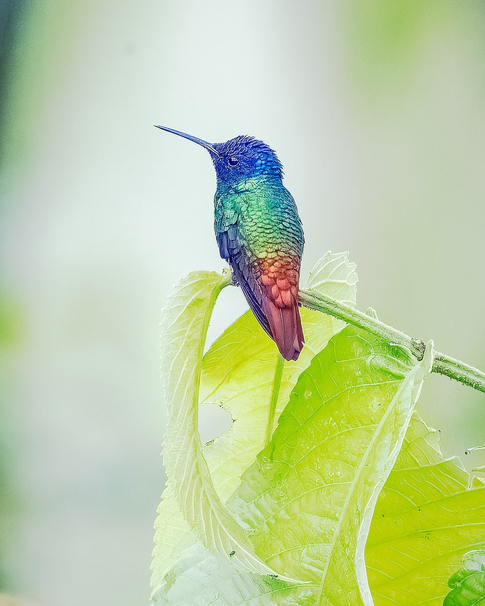 kolibřík zlatochvostý - ML619070591