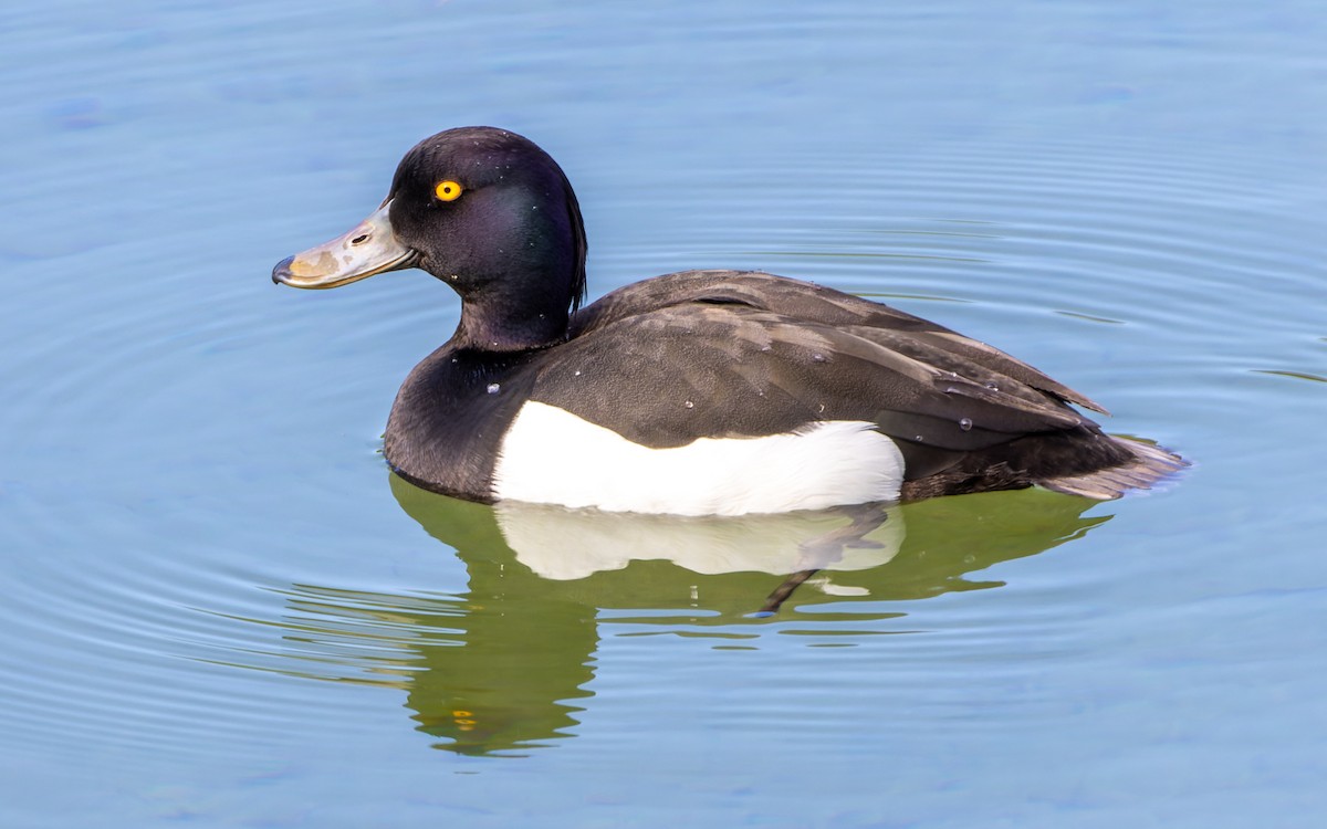 Tufted Duck - ML619070607