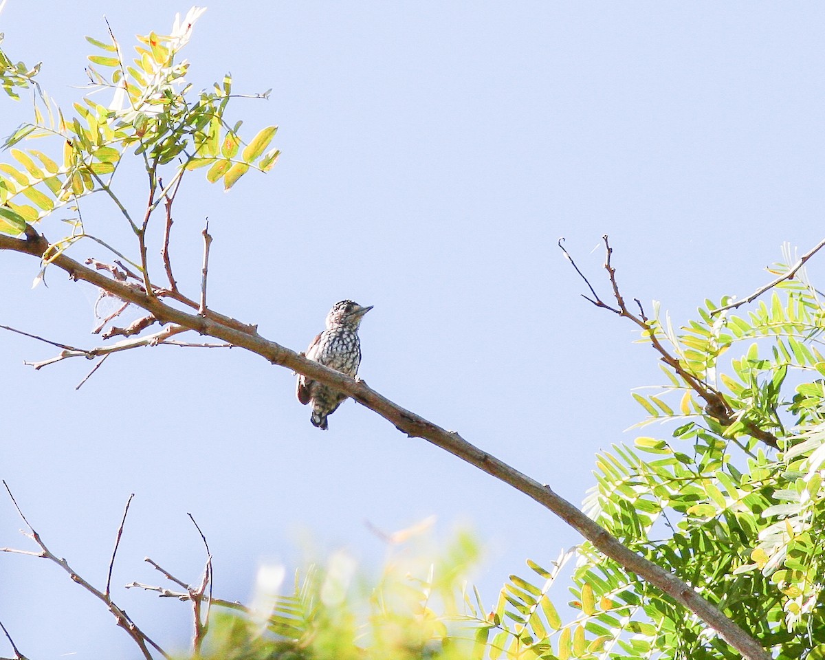White-wedged Piculet - ML619070676