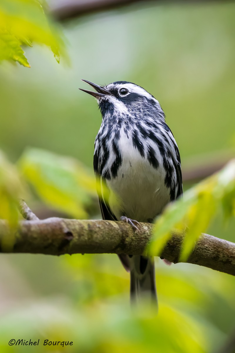 Black-and-white Warbler - ML619070743