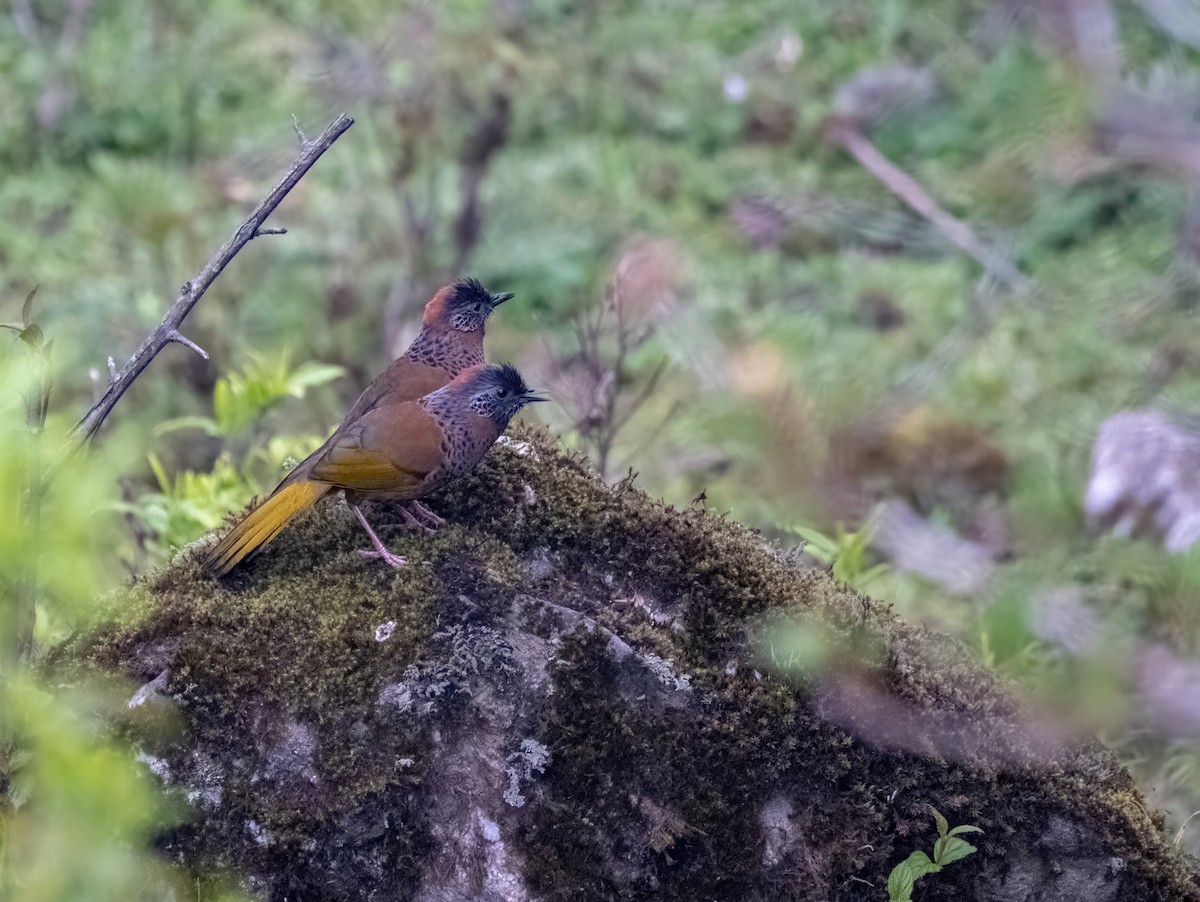 Chestnut-crowned Laughingthrush - ML619070767
